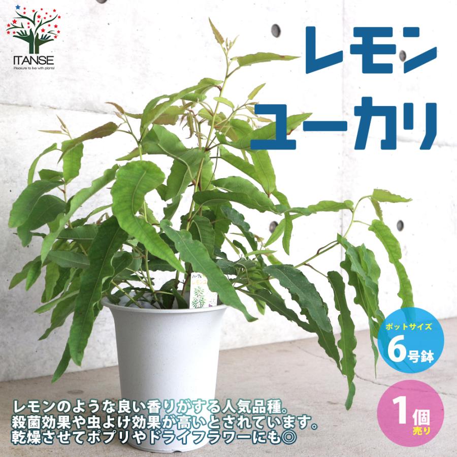 レモンユーカリ ハーブの苗 植木 6号ポット大苗 1個売り 植木 花木 観賞用 新生活 プレゼント 贈答 送料無料 Han 野菜苗 植物 青果物販売のitanse 通販 Yahoo ショッピング