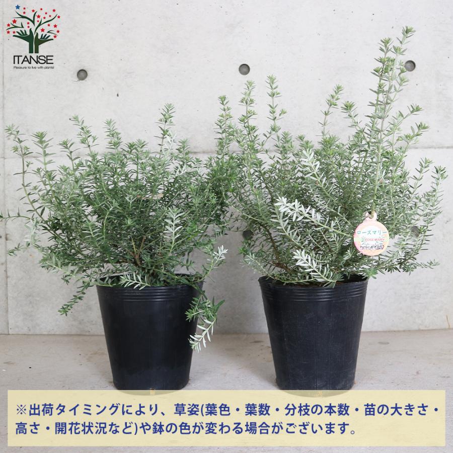 ITANSE ウエストリンギア 白花品種 庭木 7号ポット大苗 1個売り 植木