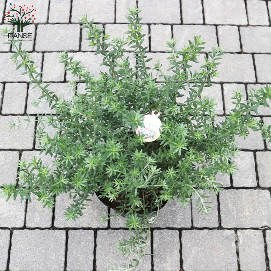 ITANSE ウエストリンギア 白花品種 庭木 7号ポット大苗 1個売り 植木