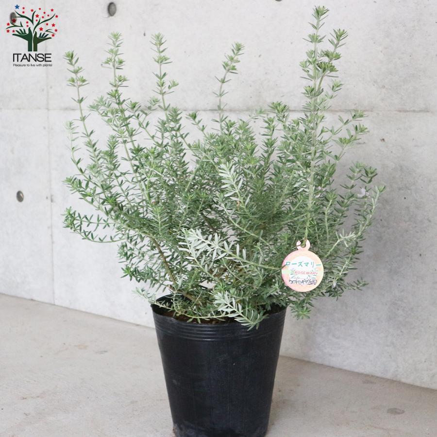 ITANSE ウエストリンギア 白花品種 庭木 7号ポット大苗 1個売り 植木