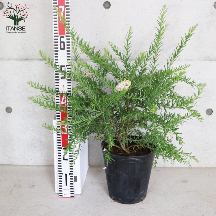 ITANSE グレビレア ・ジュビリー 庭木 7号鉢大苗 1個売り 植木 花木