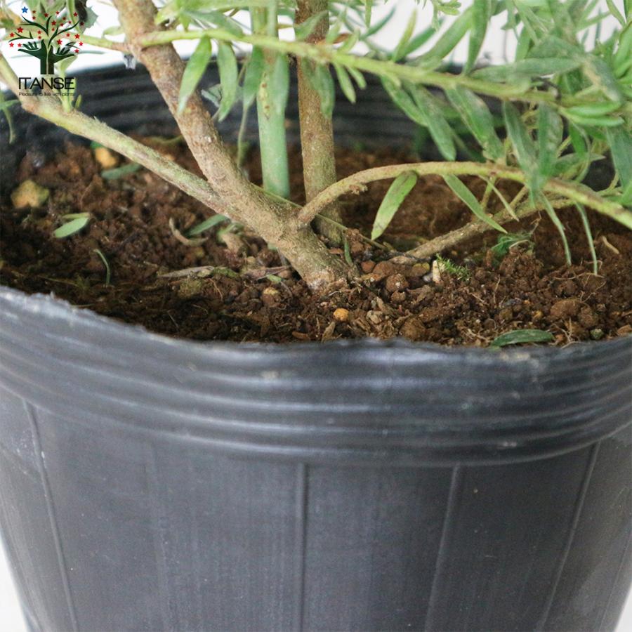 ITANSE グレビレア ・ジュビリー 庭木 7号鉢大苗 1個売り 植木 花木