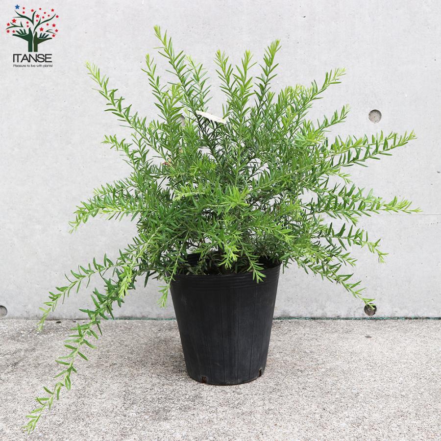 ITANSE グレビレア ・ジュビリー 庭木 7号鉢大苗 1個売り 植木 花木