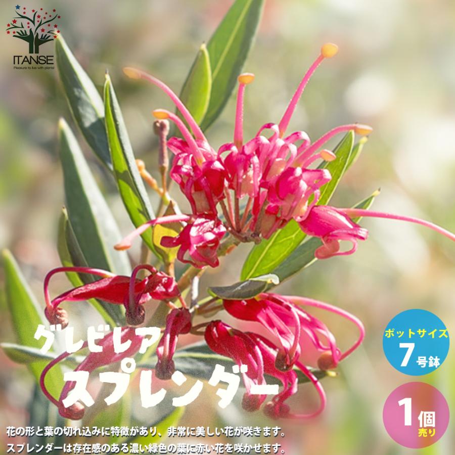 ウエストリンギア モーニングライト / 540 常緑低木＊ウエストリンギア