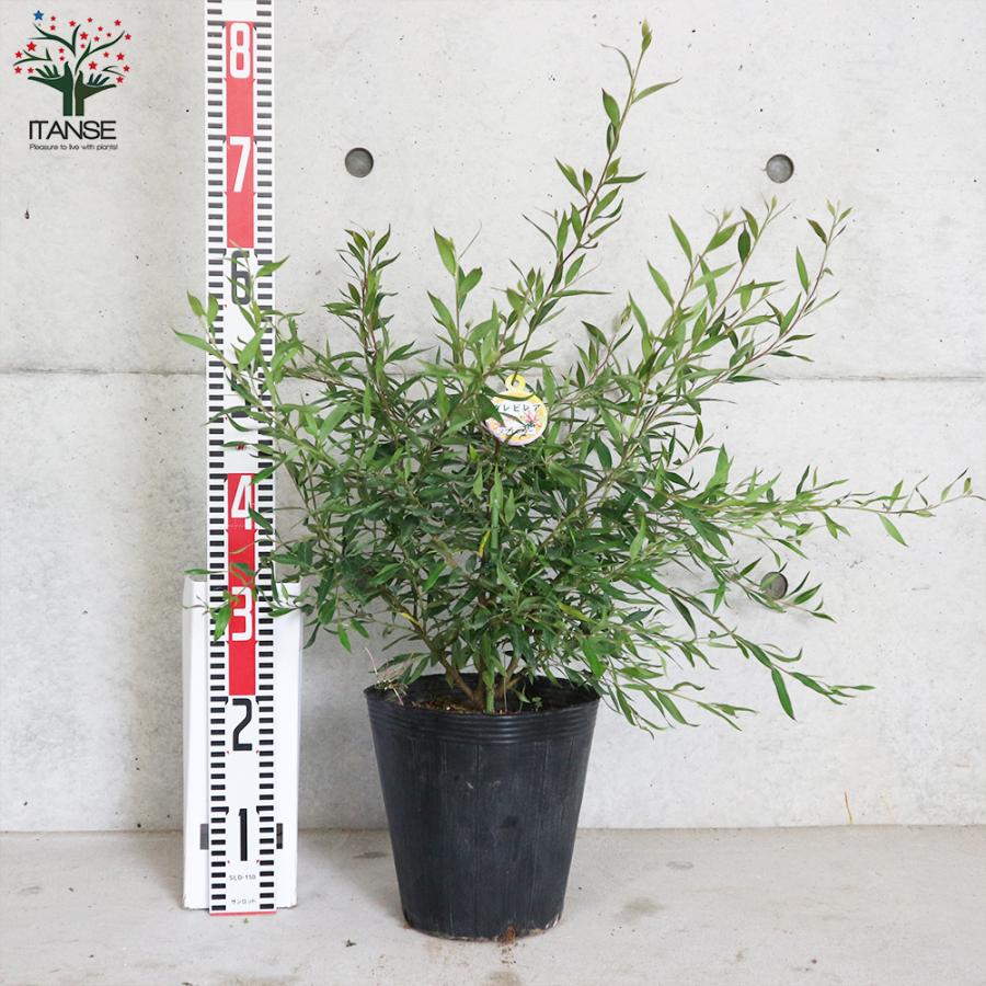 ITANSE グレビレア ・スプレンダー 庭木 7号鉢大苗 1個売り 植木 花木