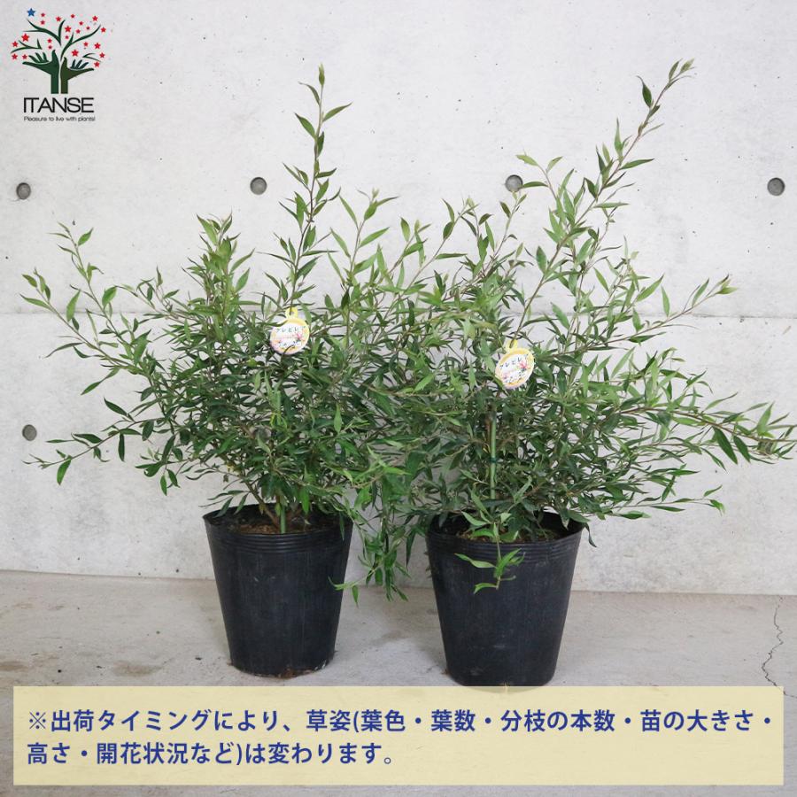 物品 花芽付き グレビレア スプレンダー ポット鉢植え 苗 オージープランツ グレビレア プーリンダスプレンダー ポット苗 オージープランツ レア品種