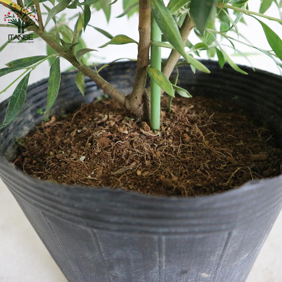 ITANSE グレビレア ・スプレンダー 庭木 7号鉢大苗 1個売り 植木 花木