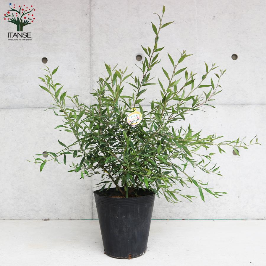 ITANSE グレビレア ・スプレンダー 庭木 7号鉢大苗 1個売り 植木 花木