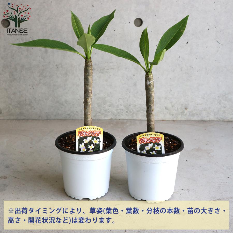 ITANSE プルメリア ホワイト&イエロー 庭木 熱帯花木苗 4号鉢 1 ITANSE プルメリア ホワイト&イエロー 庭木 熱帯花木苗 4号鉢 1