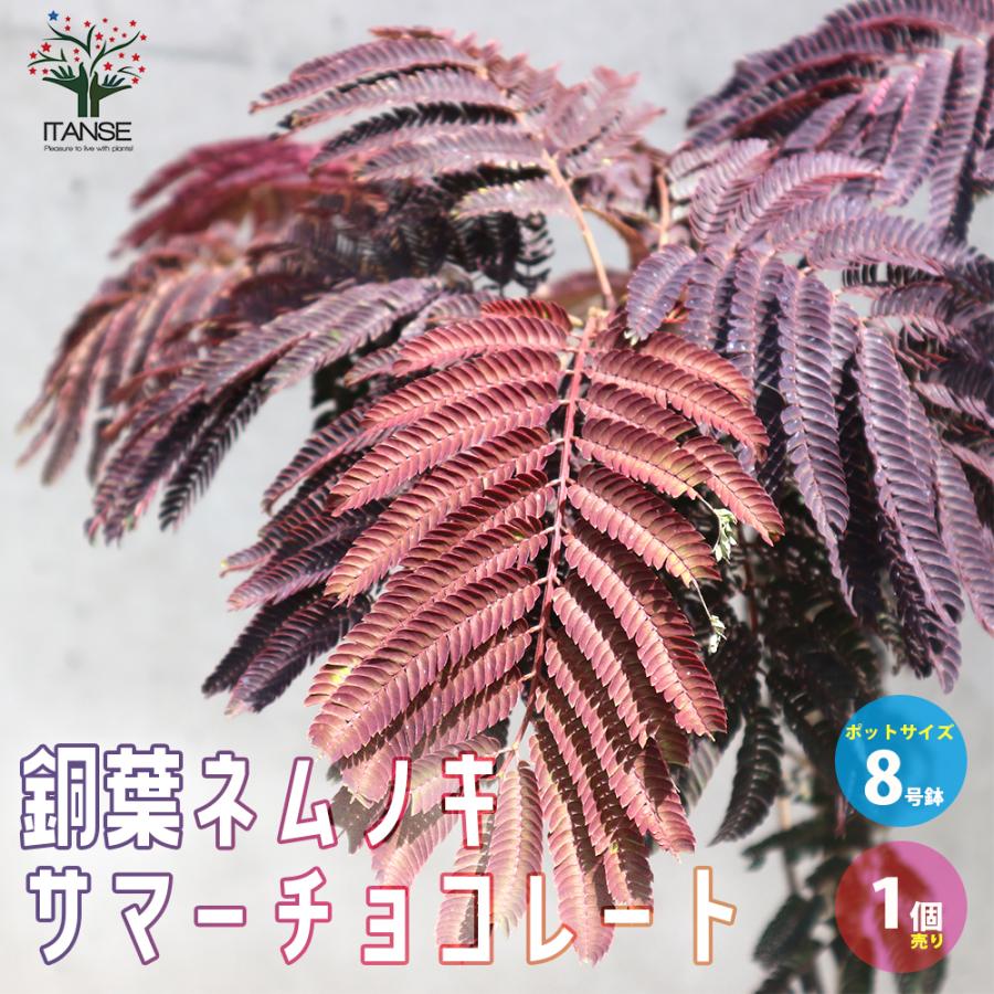 銅葉ネムノキ サマーチョコレート 庭木 8号ポット大苗 1個売り 植木 花木 観賞用 新生活 プレゼント 贈答 送料無料 Han 野菜苗 植物 青果物販売のitanse 通販 Yahoo ショッピング