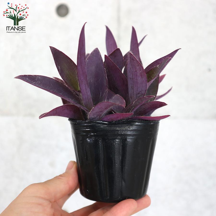 ITANSE セトクレアセア (ムラサキゴテン) 花苗 カラーリーフ 3号