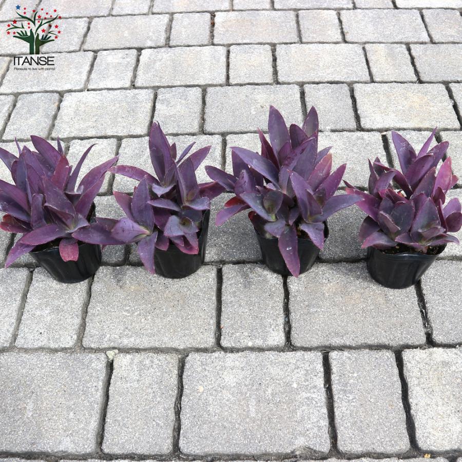 ITANSE セトクレアセア (ムラサキゴテン) 花苗 カラーリーフ 3号ポット