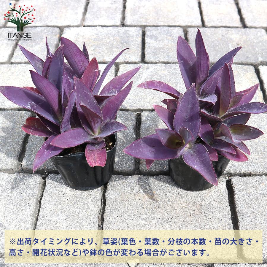 ITANSE セトクレアセア (ムラサキゴテン) 花苗 カラーリーフ 3号ポット