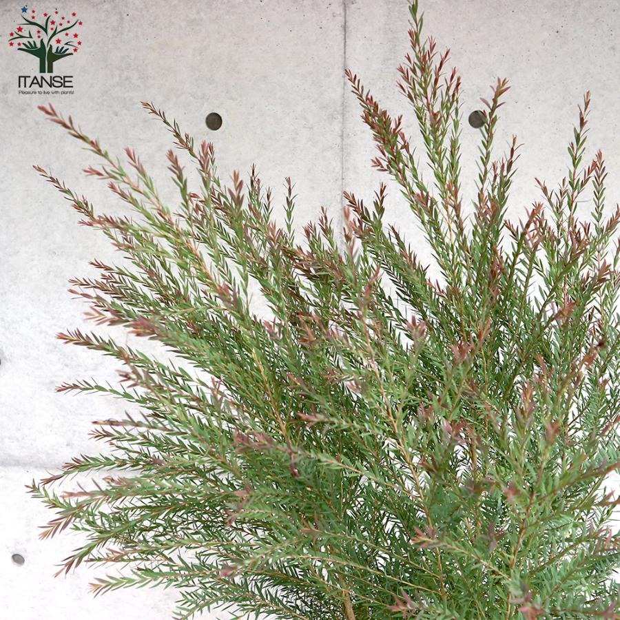 メラレウカ レッドジェム 特大 メラレウカ レッドジェム 特大サイズ