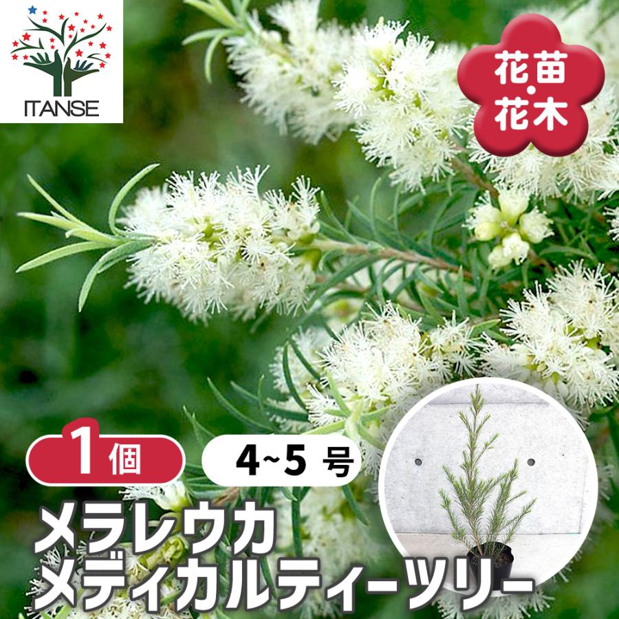 ITANSE メラレウカ メディカルティーツリー 庭木 4〜5号 1個売り 送料