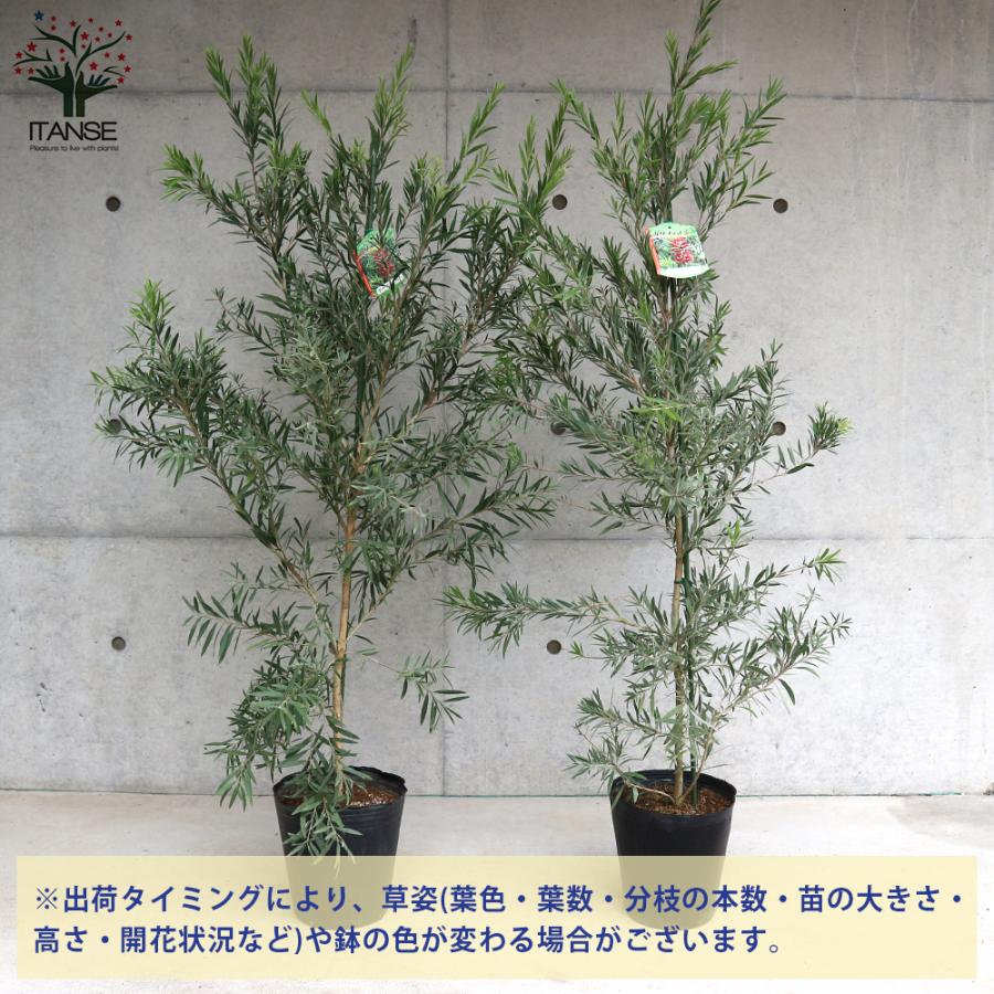 ITANSE カリステモン ドーソンリバー 庭木 7号 1個売り 送料無料