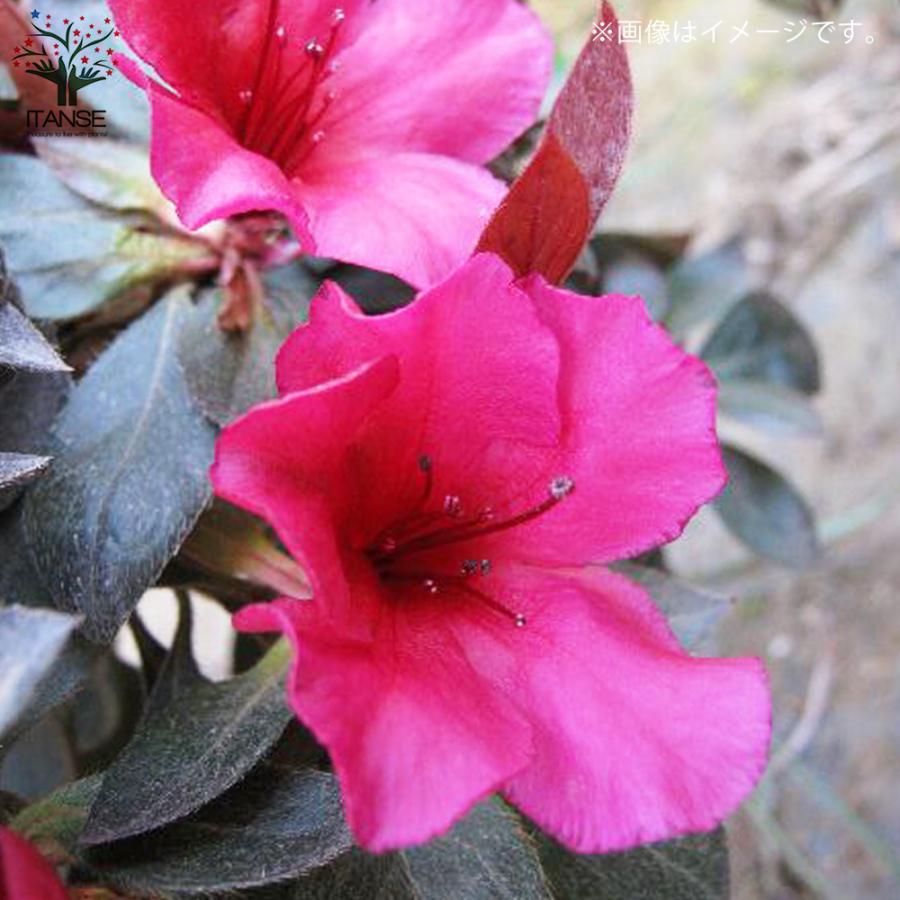 ITANSE 赤葉ツツジ カッパーエバー 庭木 5号 1個売り 植木 花木 観賞用