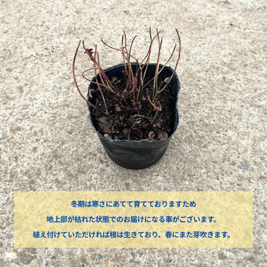 ITANSE オレガノ ケントビューティー ハーブ苗 花苗 3号ポット 1個売り