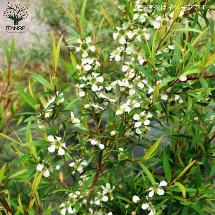ITANSE レプトスペルマム・レモンティーツリー ハーブ苗 庭木 3号