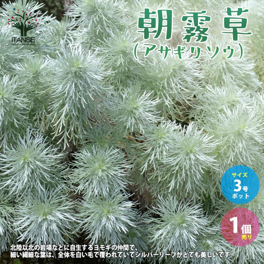 ITANSE 朝霧草(アサギリソウ) 多年草・カラーリーフ 花苗 3号ポット 1