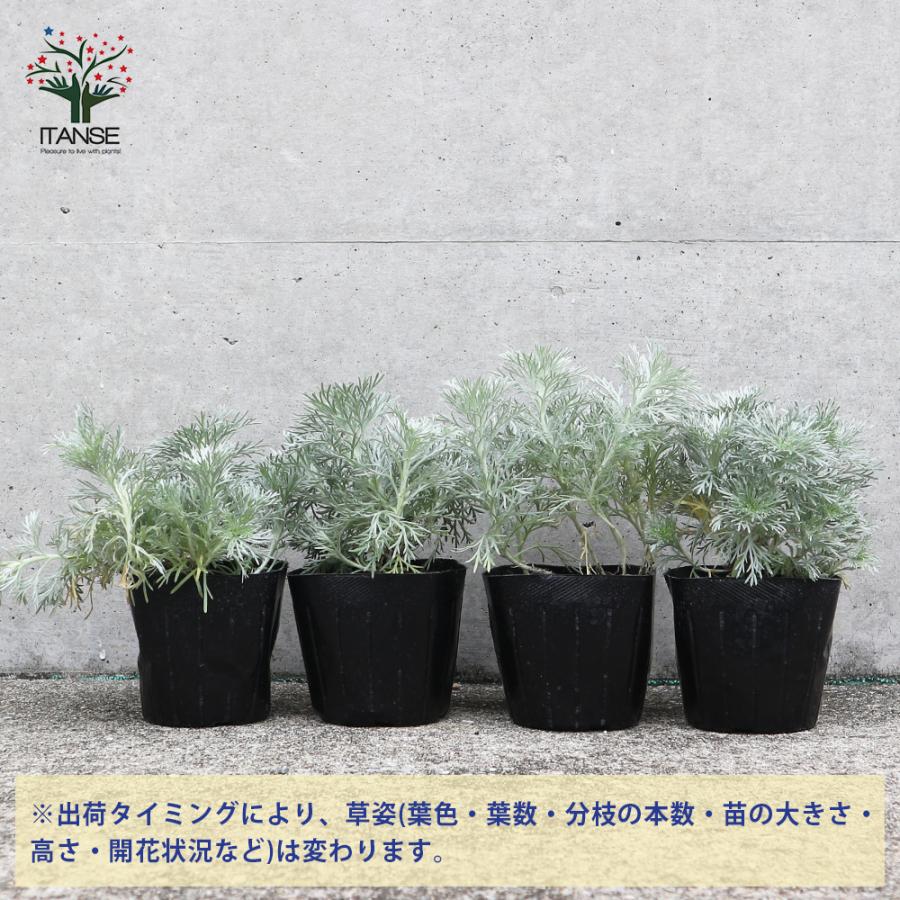 ITANSE 朝霧草(アサギリソウ) 多年草・カラーリーフ 花苗 3号ポット 1