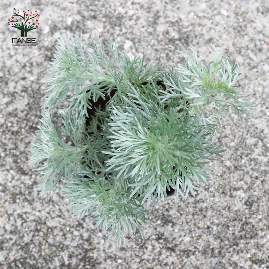 ITANSE 朝霧草(アサギリソウ) 多年草・カラーリーフ 花苗 3号ポット