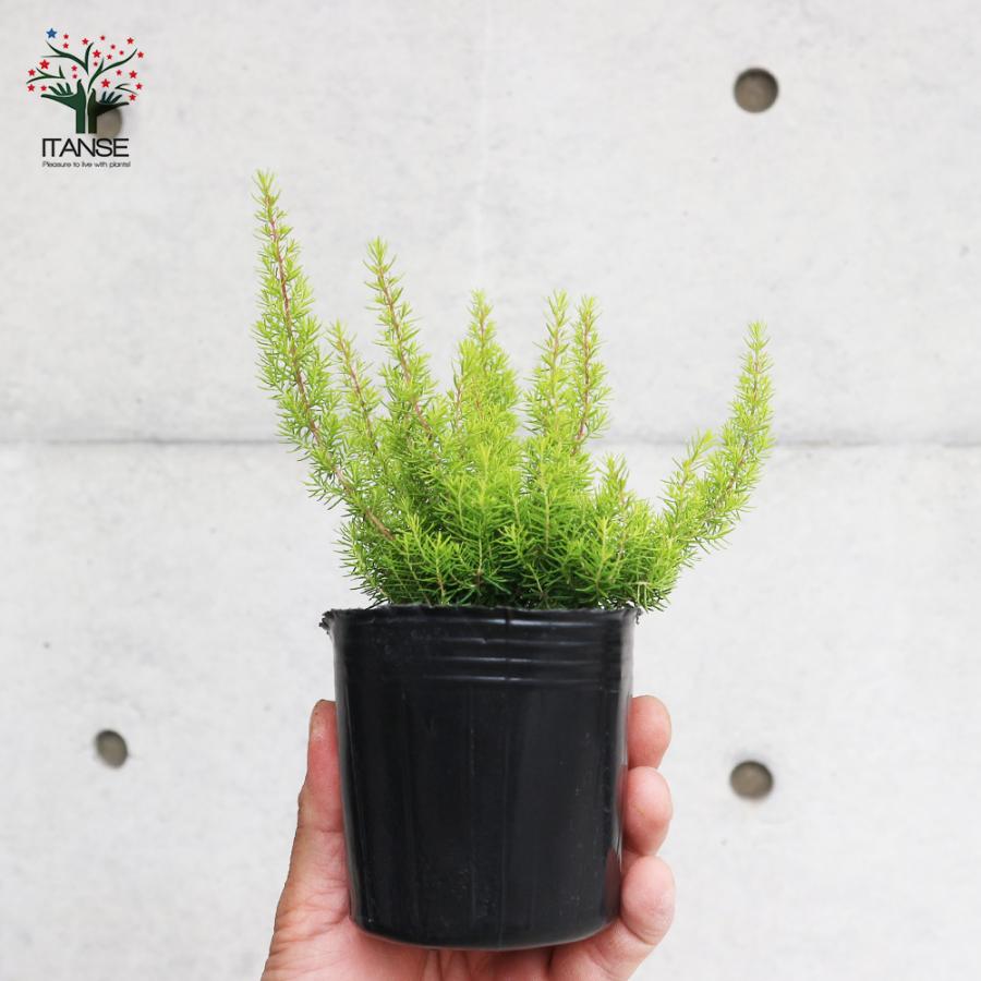 ITANSE エリカ アルボレア アルバーツゴールド 庭園花木 庭木 3号