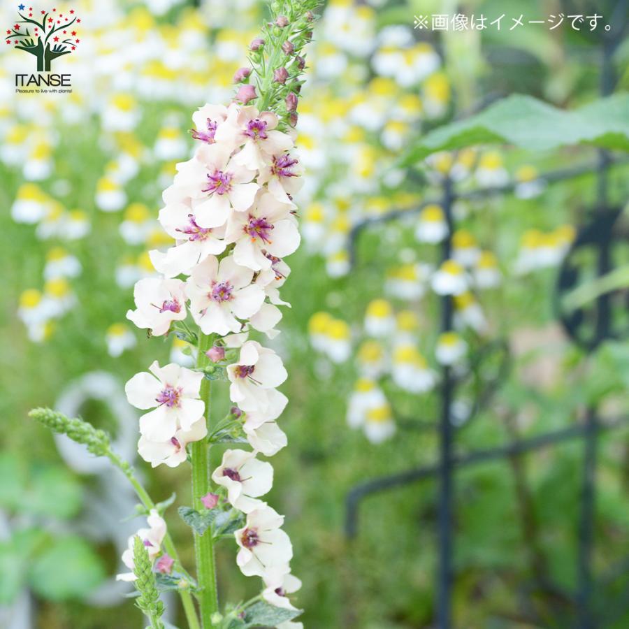 ITANSE バーバスカム サザンチャーム 多年草 花苗 3.5号ポット 1個売り 