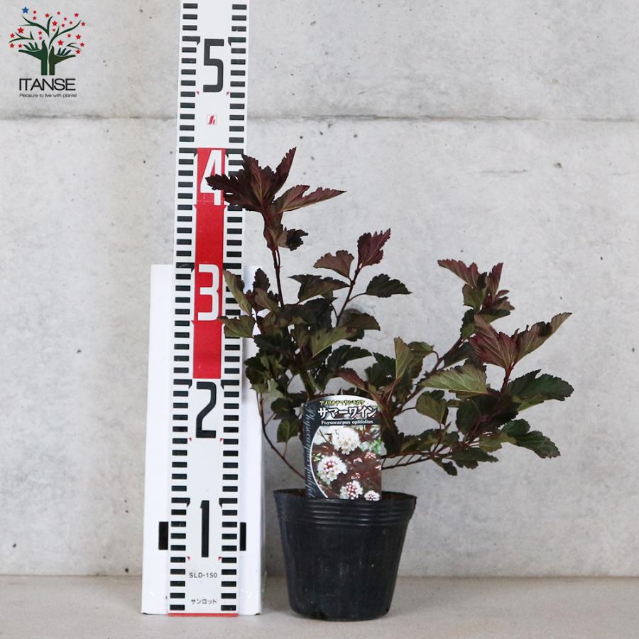 ITANSE アメリカテマリシモツケ サマーワイン 庭木 4号ポット 1個売り 植木 花木 観賞用 新生活 プレゼント 贈答 送料無料 イタンセ公式 han01604野菜苗・植物・青果物