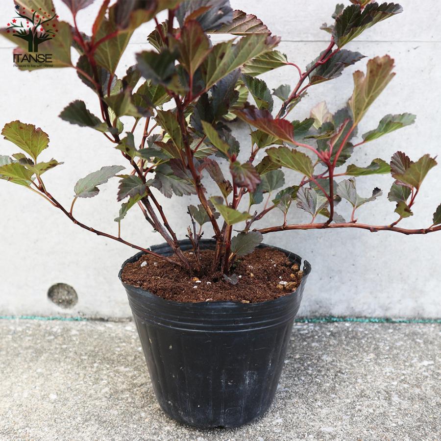 ITANSE アメリカテマリシモツケ サマーワイン 庭木 4号ポット 1個売り 植木 花木 観賞用 新生活 プレゼント 贈答 送料無料 イタンセ公式 han01604野菜苗・植物・青果物