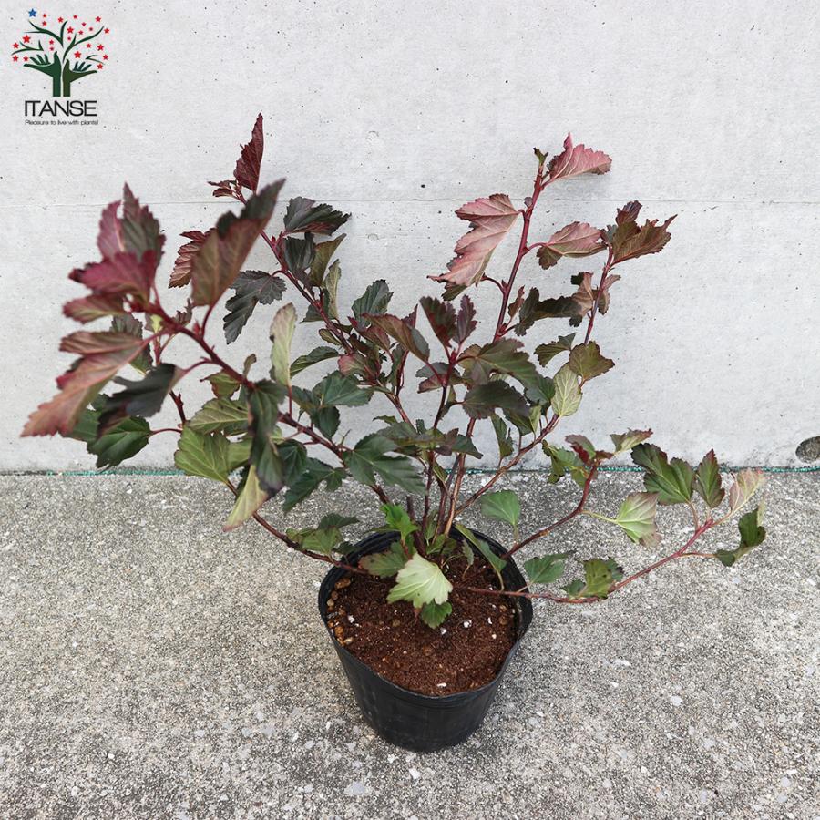 アメリカテマリシモツケ サマーワイン 庭木 4号ポット 1個売り 植木 花木 観賞用 新生活 プレゼント 贈答 送料無料 han01604野菜苗・植物・青果物販売のITANSE 通販