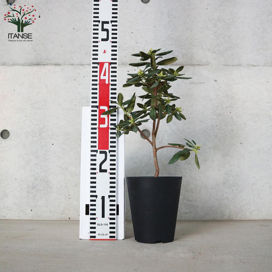 ITANSE 青系ツツジ・クレーターレイク 庭木 4.5〜5号鉢 1個売り 植木