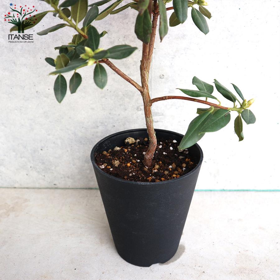 ITANSE 青系ツツジ・クレーターレイク 庭木 4.5〜5号鉢 1個売り 植木