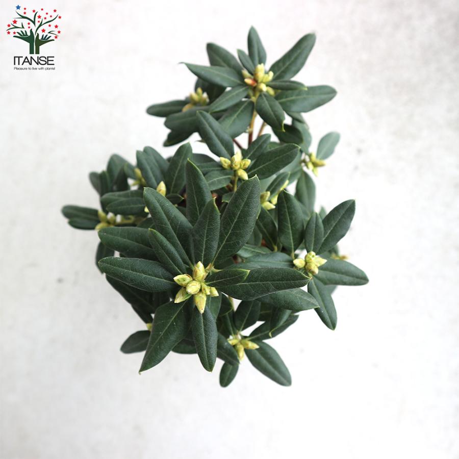 ITANSE 青系ツツジ・クレーターレイク 庭木 4.5〜5号鉢 1個売り 植木