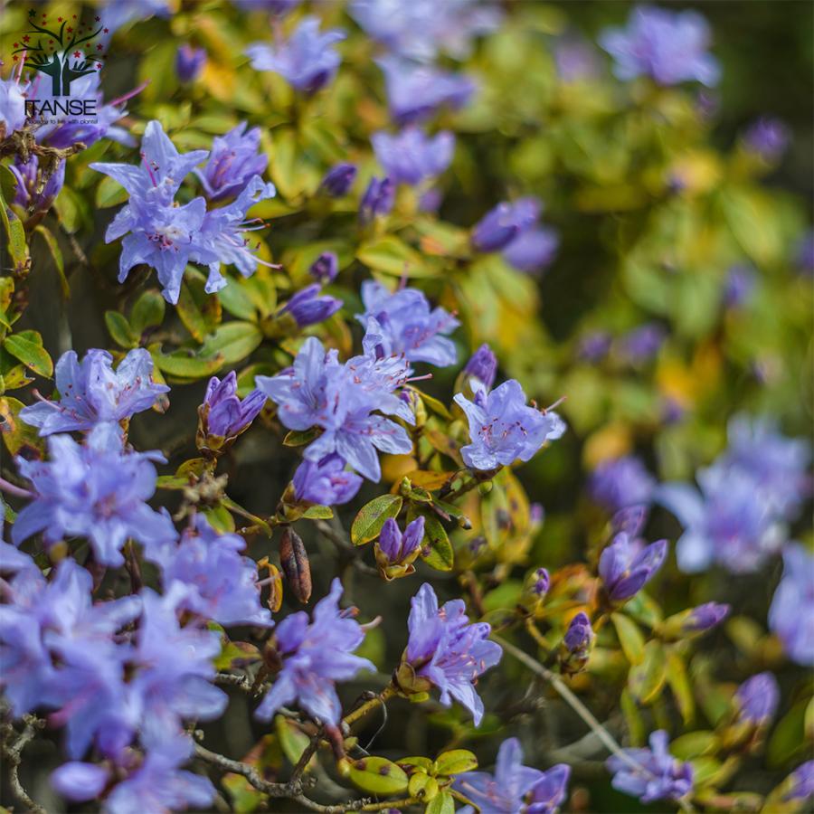 ITANSE 青系ツツジ・クレーターレイク 庭木 4.5〜5号鉢 1個売り 植木