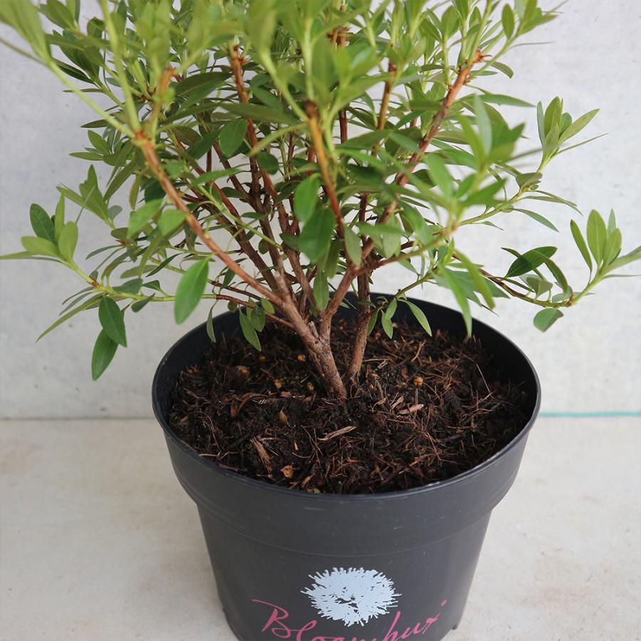 ITANSE コゴメツツジ・ブルームバックス 庭木 6号ポット 1個売り 植木