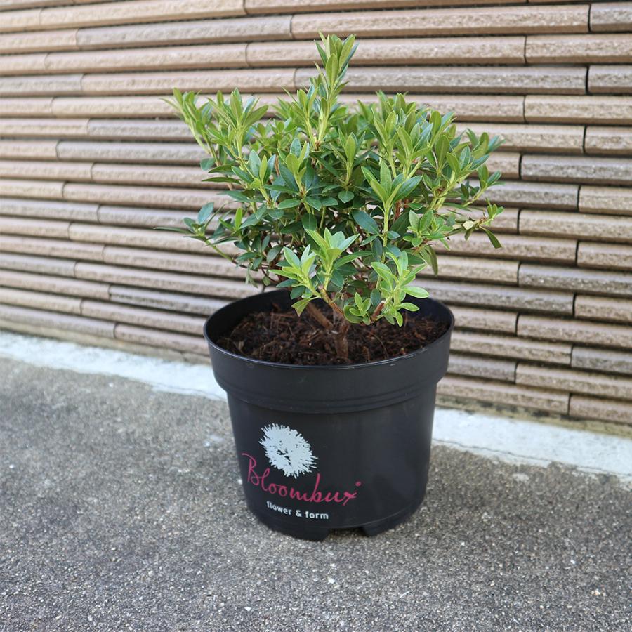 もみじコレクション6 ジョーダン 接木苗 6号鉢 5年物 全長100cm もみじ