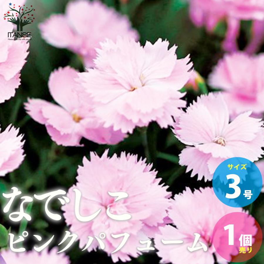 薔薇咲き四季咲き芳香性なでしこ ピンクパフューム 花苗 3号ポット 1個売り 花の苗 フラワーガーデン 寄せ植え 送料無料 Han 野菜苗 植物 青果物販売のitanse 通販 Yahoo ショッピング