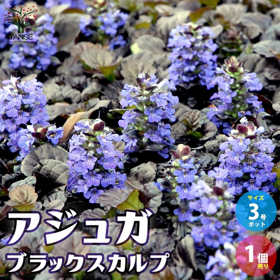 ITANSE アジュガ ブラックスカルプ(ブラックスカロップ) 花苗 3号