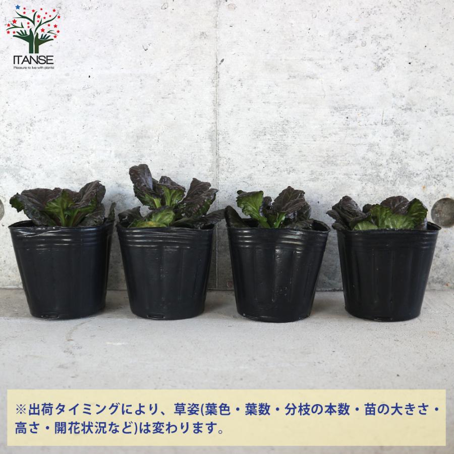 ITANSE アジュガ ブラックスカルプ(ブラックスカロップ) 花苗 3号