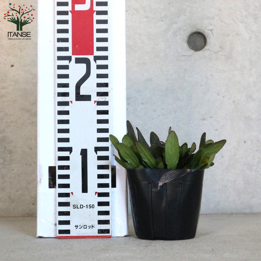 ITANSE アジュガ チョコレートチップ 花苗 3号ポット 1個売り 花