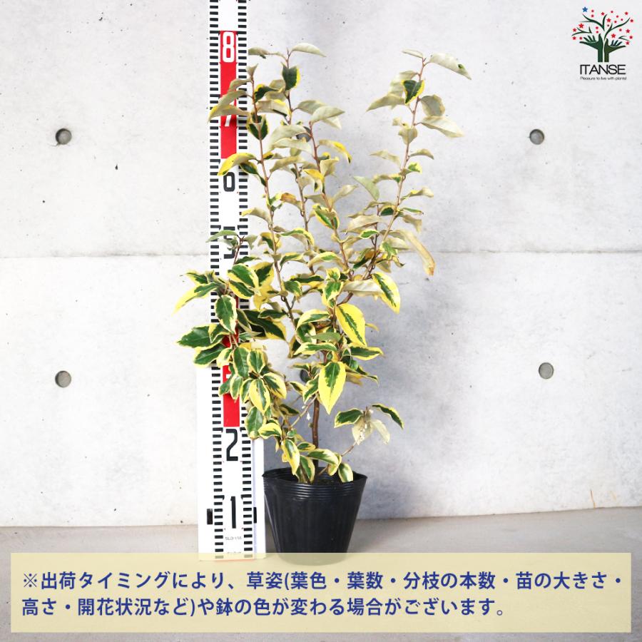 斑入りグミ ギルトエッジ 花木苗 5号ポット/1個売り ギルドエッジ