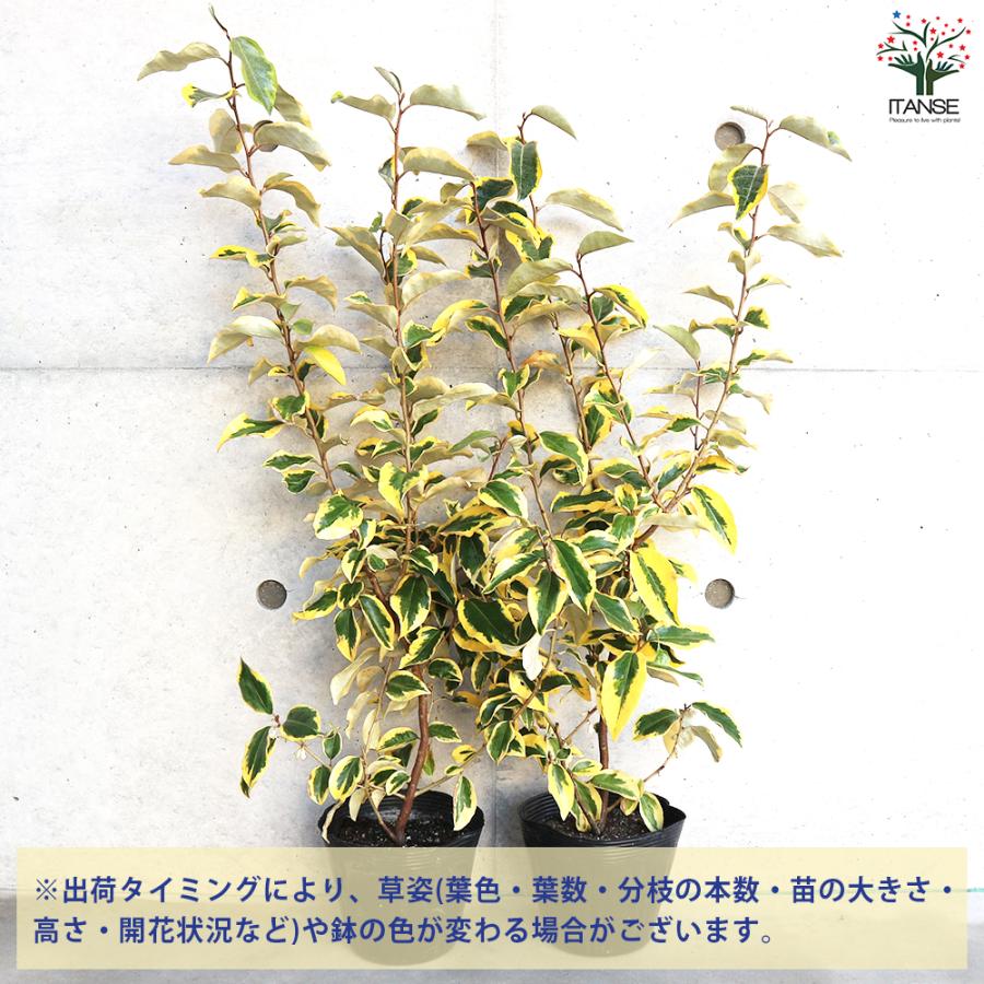 斑入りグミ ギルトエッジ 花木苗 5号ポット/1個売り ギルドエッジ