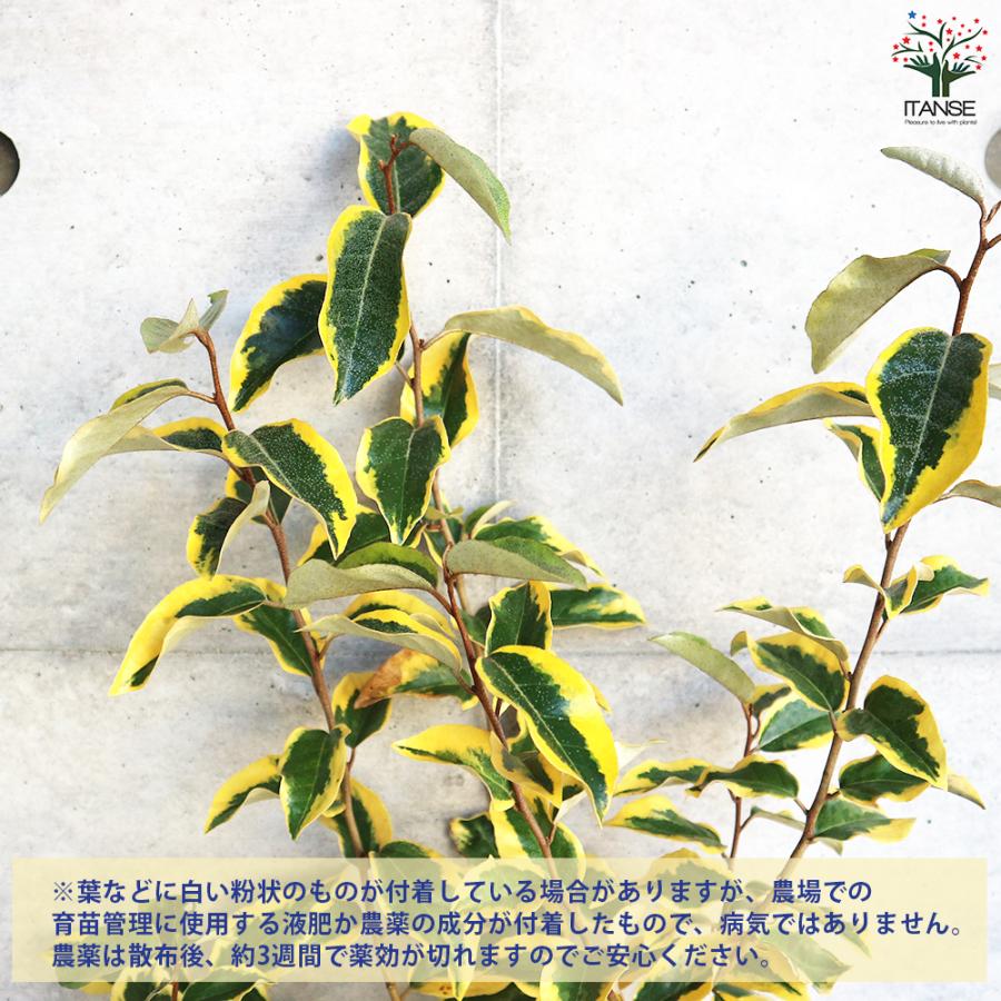 斑入りグミ ギルトエッジ 花木苗 5号ポット/1個売り ギルドエッジ