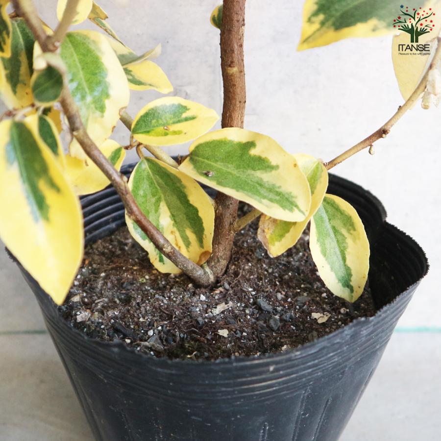 斑入りグミ ギルトエッジ 花木苗 5号ポット/1個売り ギルドエッジ