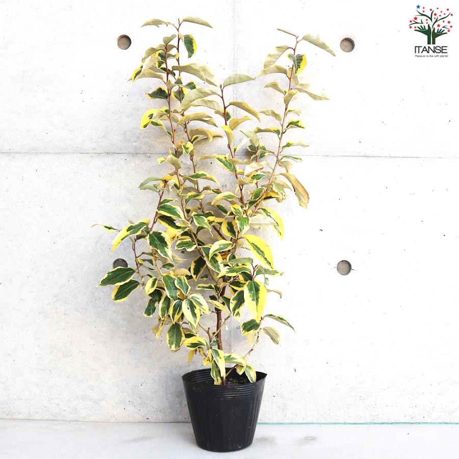 斑入りグミ ギルトエッジ 花木苗 5号ポット/1個売り ギルドエッジ