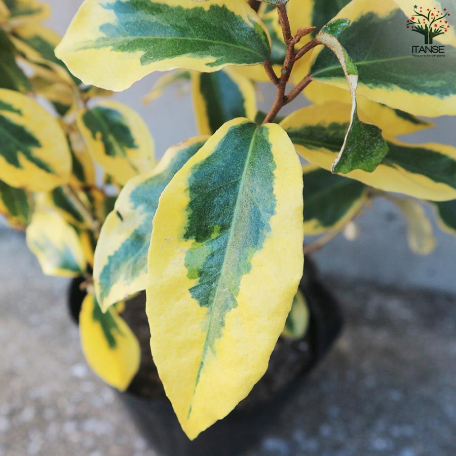 斑入りグミ ギルトエッジ 花木苗 5号ポット/1個売り ギルドエッジ