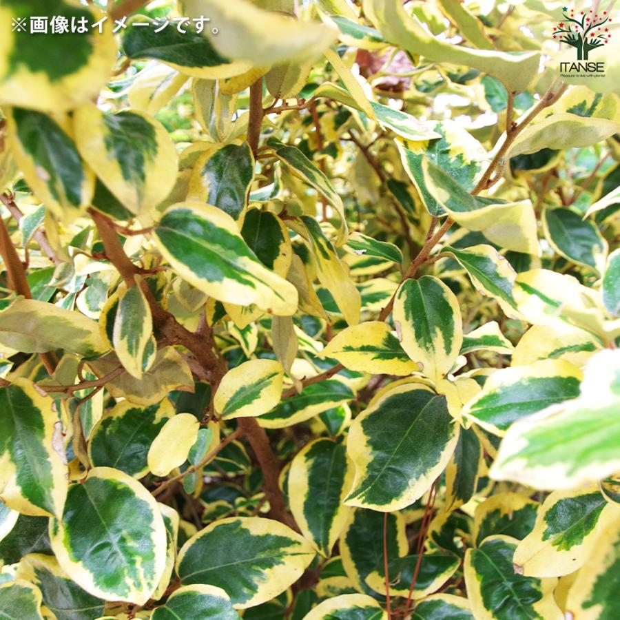斑入りグミ ギルトエッジ 花木苗 5号ポット/1個売り ギルドエッジ