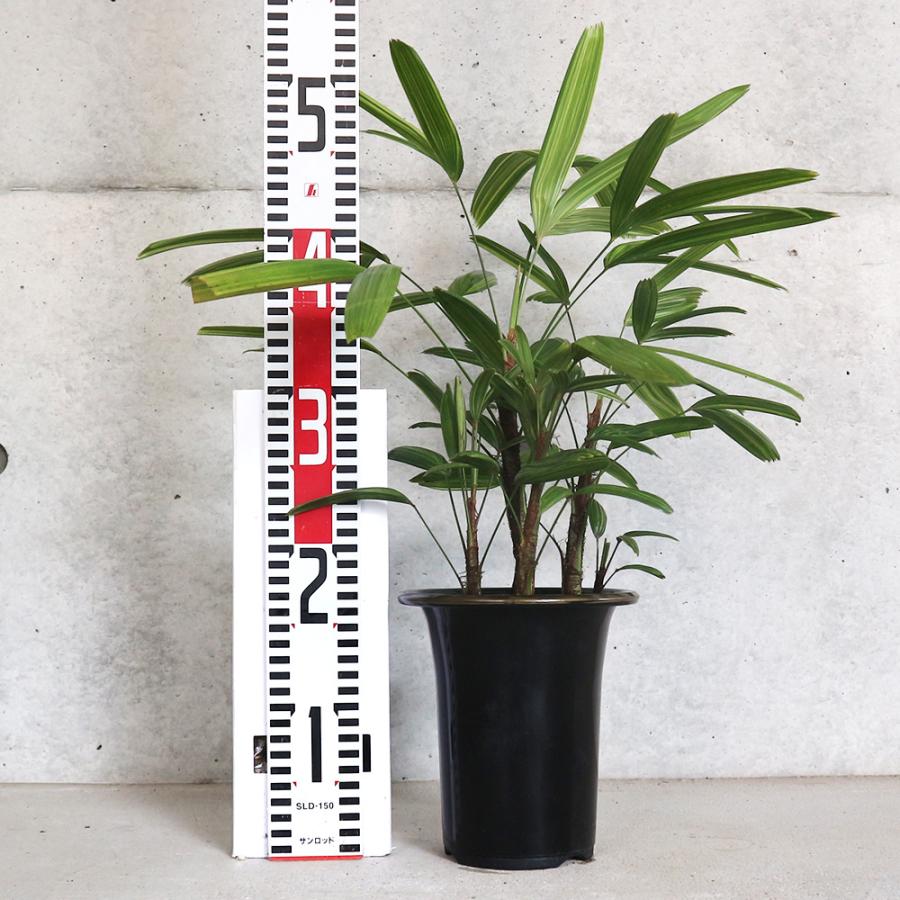 ITANSE 観音竹(カンノンチク) 綾錦 観葉植物 5号鉢 リビングやオフィス