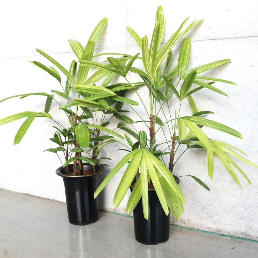 ITANSE 観音竹(カンノンチク) 綾錦 観葉植物 5号鉢 リビングやオフィス